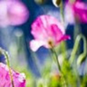 Meet your Posher, Rene